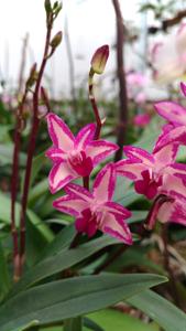 Dendrobium Zip