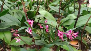 Dendrobium Zip