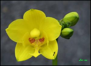 Spathoglottis Lion of Singapore