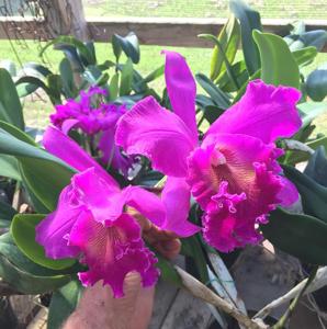 Rhyncholaeliocattleya Norman's Bay