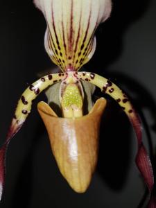 Paphiopedilum Berenice