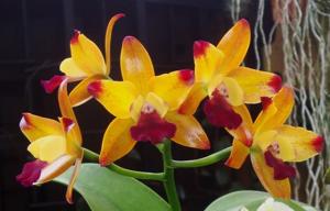 Cattlianthe Varut Startrack
