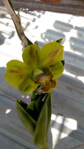 Dendrobium Thongchai Gold