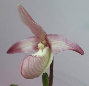 Phragmipedium Alejandro Teson