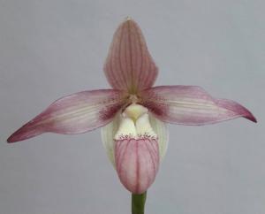 Phragmipedium Alejandro Teson