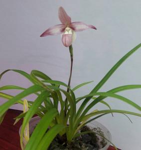 Phragmipedium Alejandro Teson