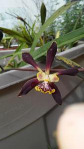 Encyclia Orchid Jungle