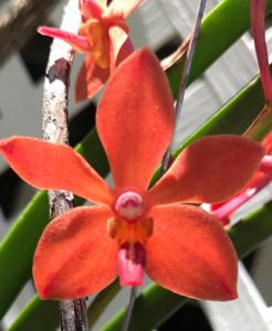 Paravanda Carlos Ochoa