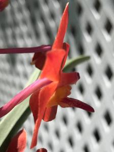 Paravanda Carlos Ochoa