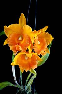 Rhyncholaeliocattleya Nakornchaisri Delight-Thongsupran