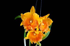 Rhyncholaeliocattleya Nakornchaisri Delight-Thongsupran