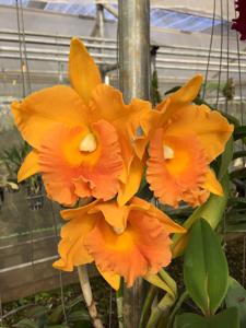 Rhyncholaeliocattleya Nakornchaisri Delight-Thongsupran