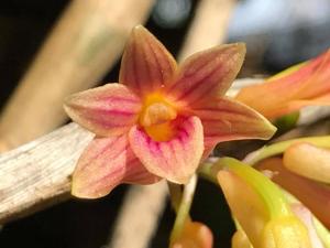 Dendrobium usitae