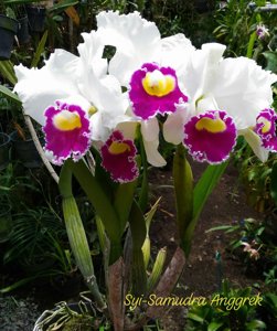 Cattleya Orglade's Grand