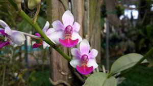 Phalaenopsis Anna-Larati Soekardi