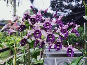 Dendrobium Margret Heng Yonghui