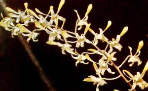 Dendrobium Tien Soeharto