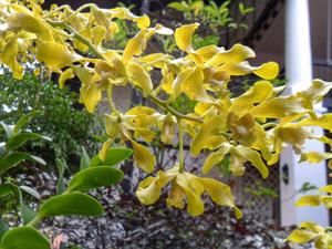 Dendrobium Tien Soeharto