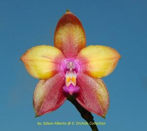 Phalaenopsis Dragon Tree Eagle