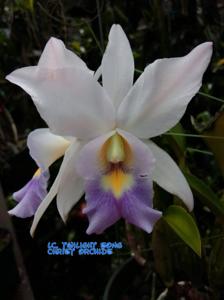 Laeliocattleya Twilight Song