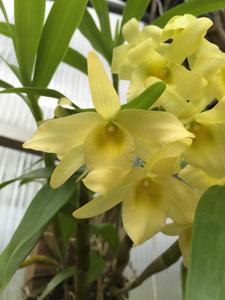 Dendrobium Yellow Song