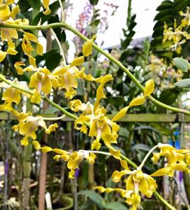 Dendrobium Aries Gold