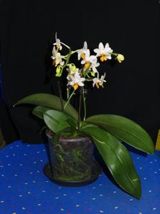 Phalaenopsis Mini Mark