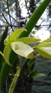 Brassocattleya Ploenpit Star