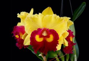 Rhyncholaeliocattleya Nakornchaisri Delight