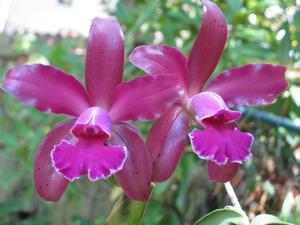 Cattleya Mishima Luster