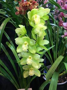 Cymbidium Baltic Glacier