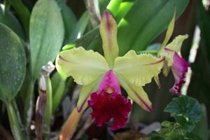 Rhyncholaeliocattleya Toshie Aoki