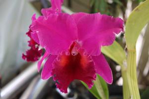 Rhyncholaeliocattleya Yonges Island