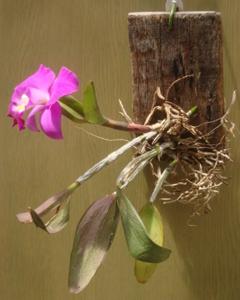 Laeliocattleya Cosmo-Aloha