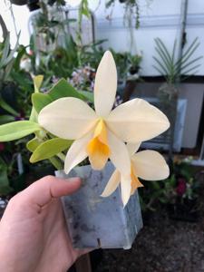 Cattleya Orpetii