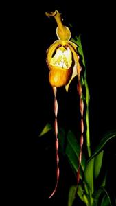 Phragmipedium Calurum-Memoria Garren Weaver