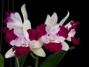 Cattleya Korat Beauty