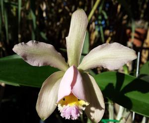 Cattleya Venosa