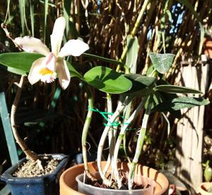 Cattleya Venosa