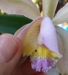 Cattleya Venosa