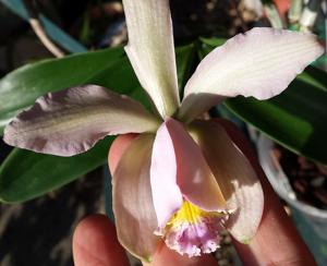 Cattleya Venosa