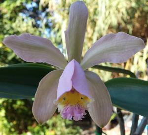 Cattleya Venosa