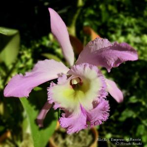 Rhyncholaeliocattleya Impératrice de Russie