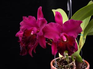 Rhyncholaeliocattleya Edisto