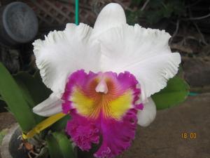 Rhyncholaeliocattleya Suzanne's Hallelujah