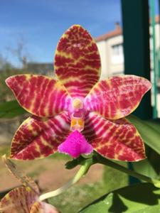 Phalaenopsis Chienlung Sunshine