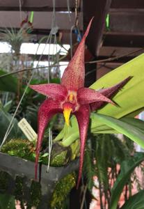 Bulbophyllum Lady Sam