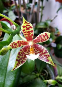 Phalaenopsis KS Super Zebra-pantherina