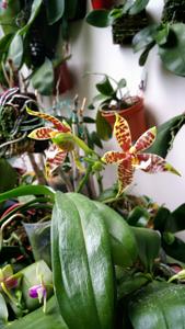 Phalaenopsis KS Super Zebra-pantherina