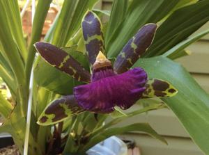 Zygopetalum Advance Australia